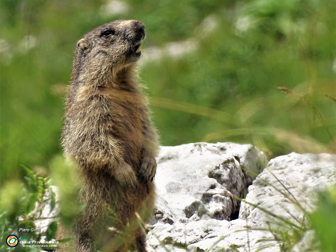 83 Marmotta sul sentiero in sentinella 'fischiante'.JPG